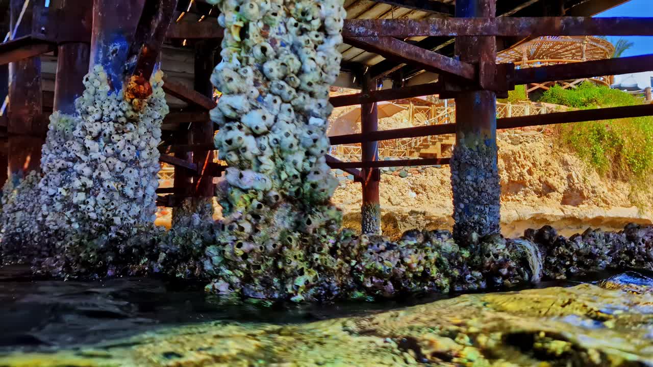 Mollusks and marine life attached to a metal structure on a pier