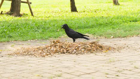 crow in citypark on pile of leaves looking around and hops out of frame