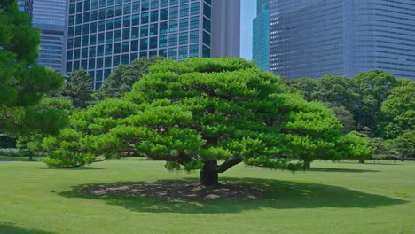 Beautiful Japanese traditional garden and pine tree with skyscrapers Tokyo