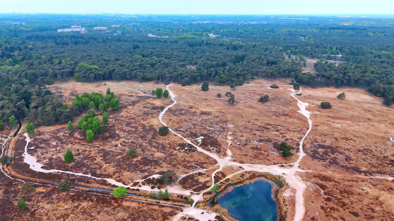 Scenic forest trails await. This serene forest setting showcases winding paths and a tranquil pond, surrounded by lush greenery under a clear sky