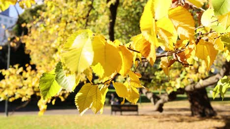 primer plano de una hoja amarilla en el parque de melbourne