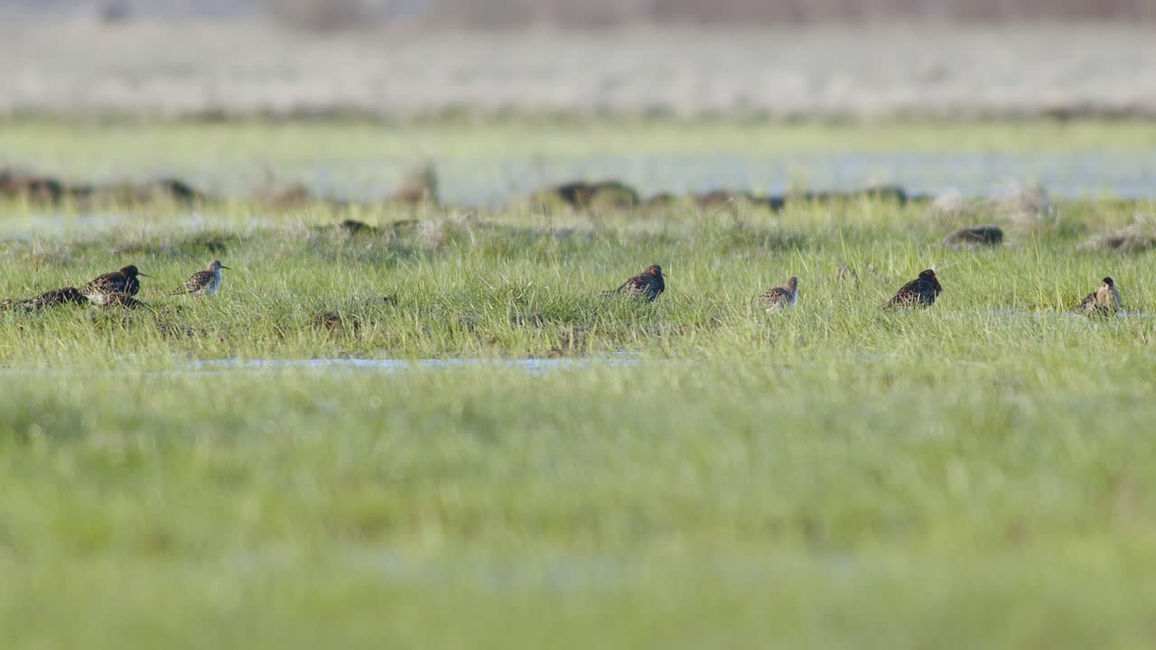 습지의 풀밭에 숨어있는 빵가루를 입히는 계절에 멍의 무리가 범람 한 초원