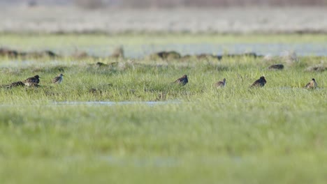 una bandada de ruff en la temporada de cría escondida en la hierba en los prados inundados de humedales