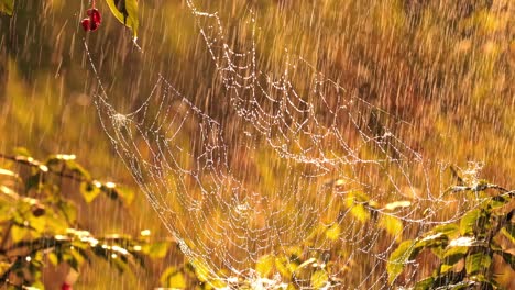 Lluvia-En-El-Bosque-Al-Atardecer.-Telarañas-En-Pequeñas-Gotas-De-Lluvia.