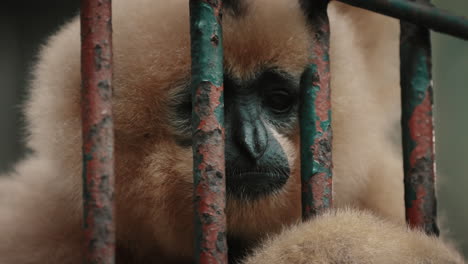 unhappy buffy gibbon monkey inside the zoo cage