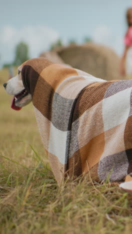 perro envuelto en una manta a cuadros tendido en un campo abierto con vista borrosa de persona en cuclillas y niño caminando, momento acogedor y lúdico en un entorno rural