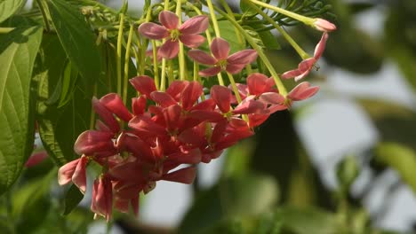 beautiful red flowers leafs