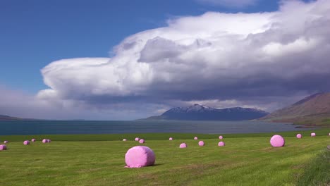 large pink bales of hay wrapped in plastic cylinders like marshmallows in the fields of iceland 1