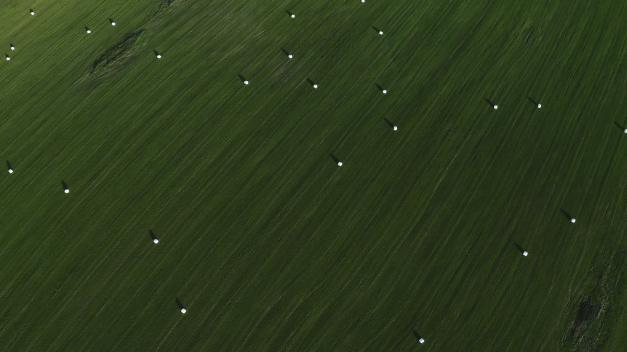 둥근 풀을 가진 큰 초록색. 시골의 을 위한 아름다운 수확된. 농업의 개념