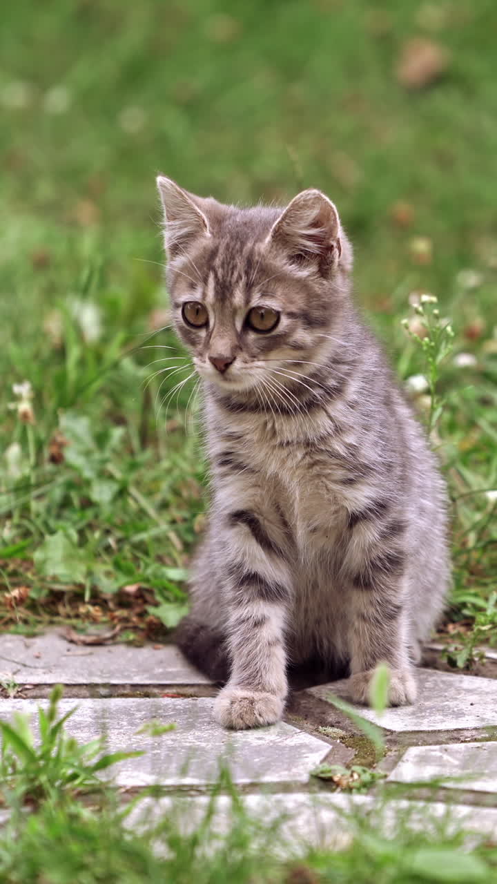 Grey kitten in grass. Frightened little cat sitting on a walkway among green grass. Beautiful gray kitten on nature. Vertical video