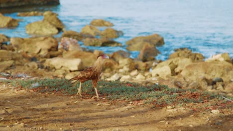 Northern-crested-caracara-bird-scavenging-for-food-along-Curacao-coast,-Tracking