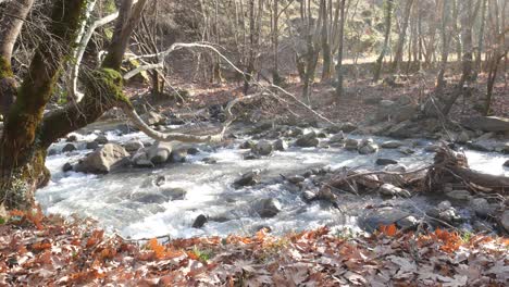 river-flow-in-the-forest