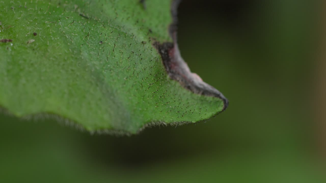 primer plano de una hoja de planta enferma