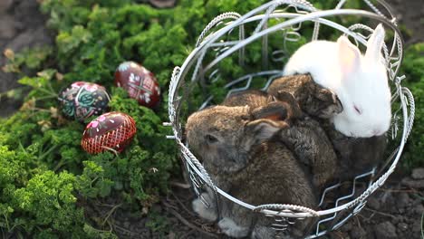 cute fluffy bunny and wicker basket with colourful easter