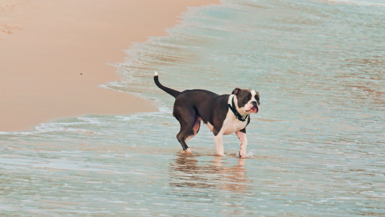 A playful dog walks close to its owner on a sandy outdoor surface, looking up with excitement