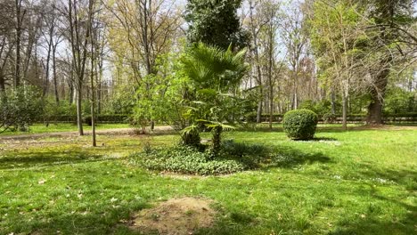 filming of a garden area with a group of young palm trees and a tree pruned in a spiral shape with a grassy floor, everything is surrounded by trees jardin de el principe aranjuez spain