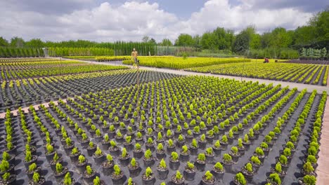 growing flowers in large open greenhouse.