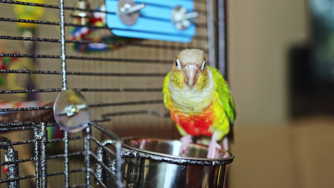 Uccello colorato mangia cibo da una piccola ciotola mentre è posato sulla sua gabbia in un soggiorno durante il pomeriggio.