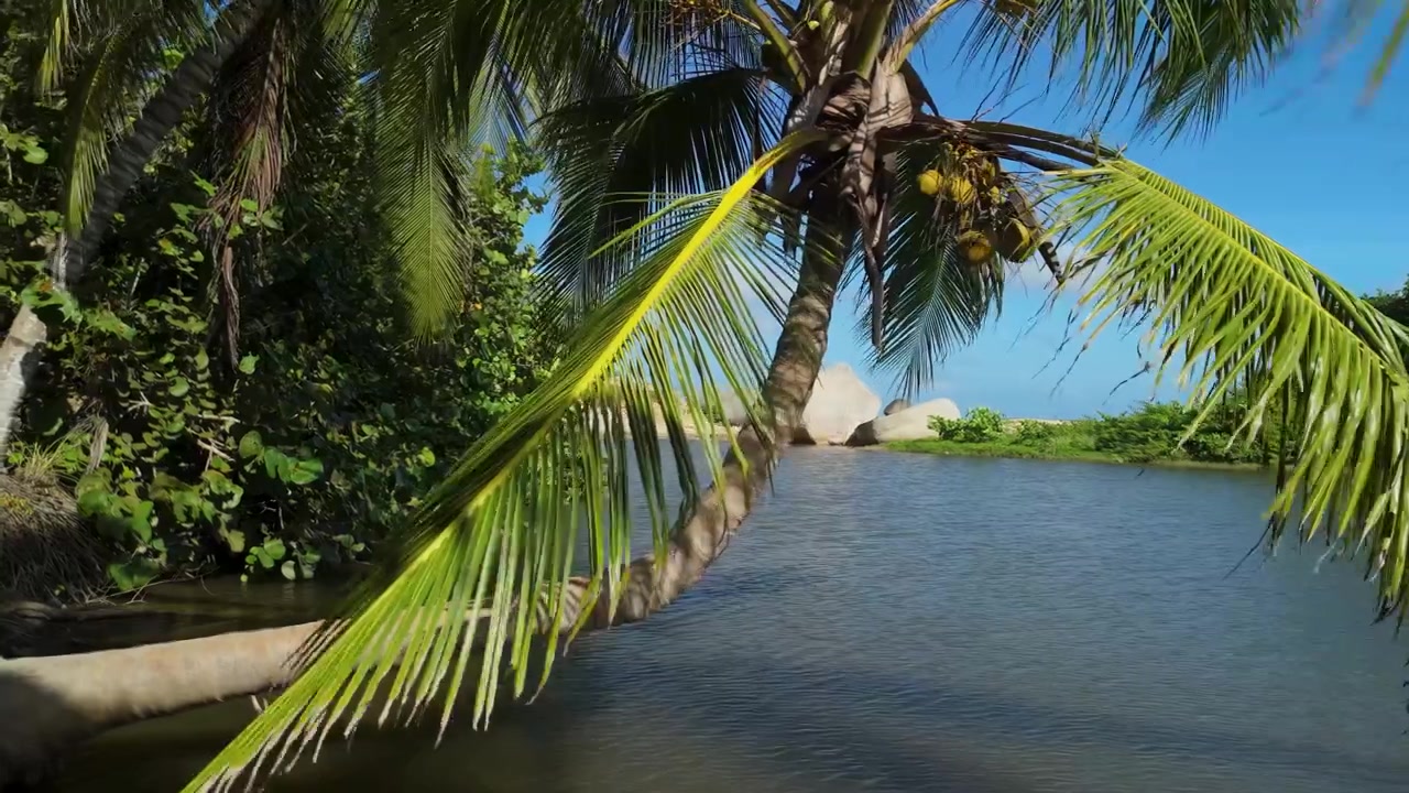 Kokosová palma se nízko ohýbá nad klidnou tropickou lagunou obklopenou džunglí a žulovými balvany v Parque Tayrona poblíž Santa Marty na karibském pobřeží Kolumbie.