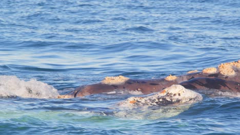 two right whales breaching their heads over water with barnacles growing on their face