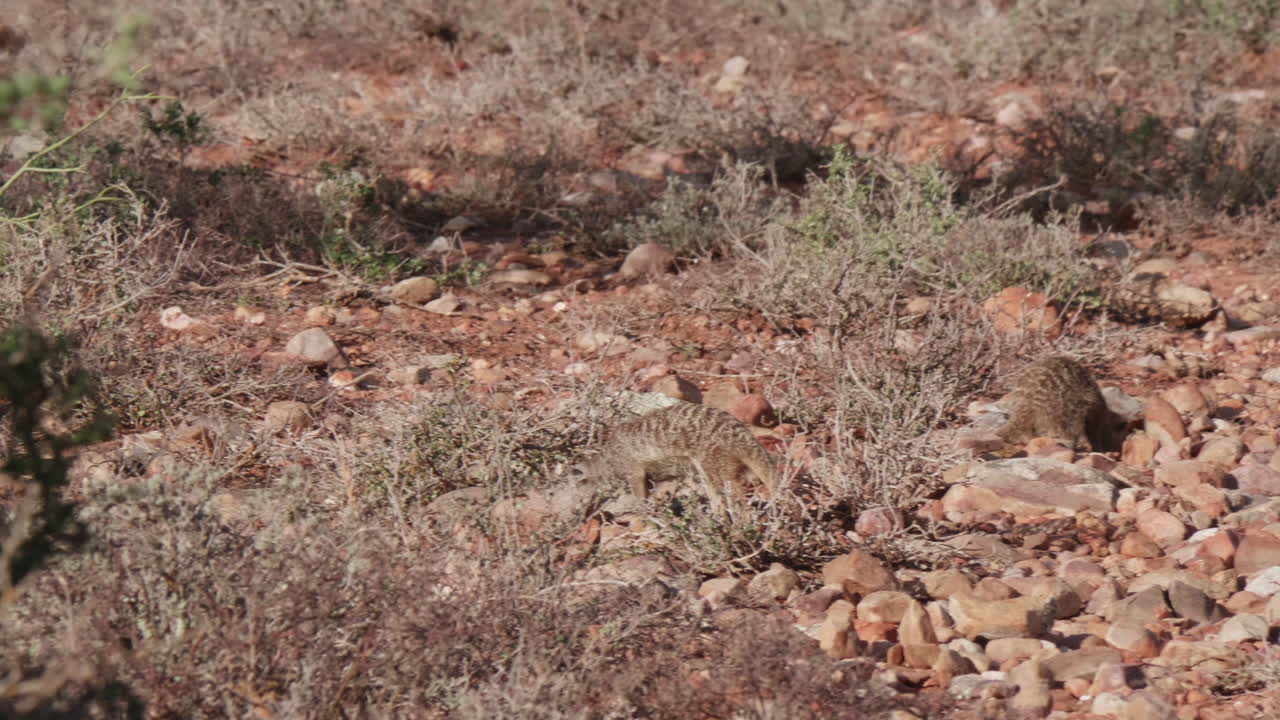 маленькие сурикаты в поисках пищи в южной африке дикая природа