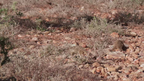 Pequeños-Suricates-Buscando-Comida-En-La-Vida-Salvaje-De-Sudáfrica.