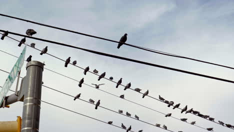 bottom view of pigeons perching on wires