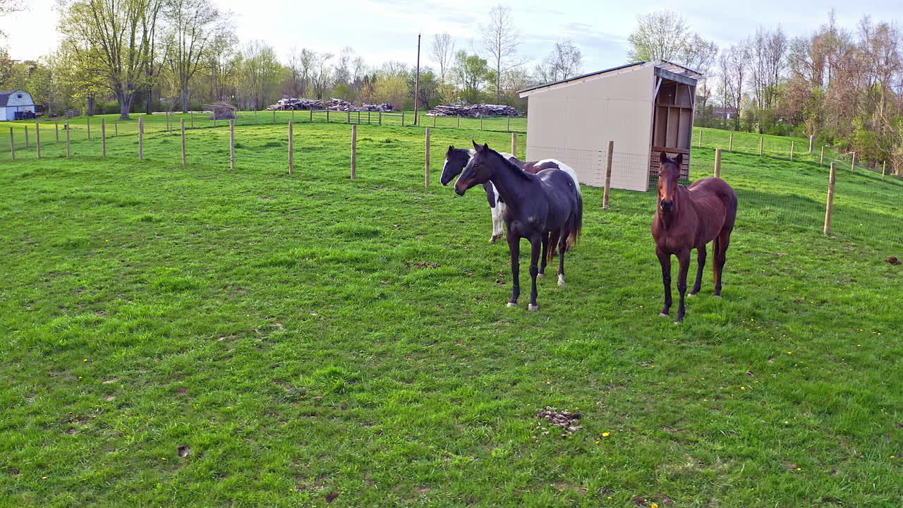 vista aérea de caballos en el campo