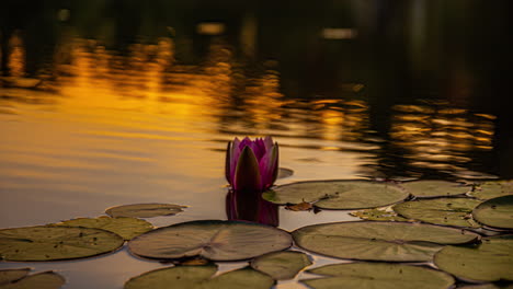 floating lily pads with blooming water lily flowers in a pond. timelapse