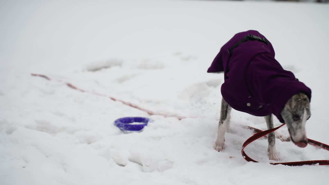 Whippet wearing purple coat shakes off snow near frisbee in snowy park during winter outing, surrounded by deep snow and leash, playful moment captured in cold outdoor environment