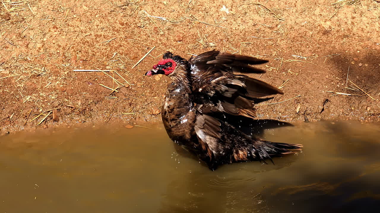 Closeup up of playful bird, water preen by Muscovy duck with big open wings