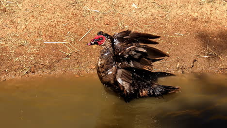 closeup up of playful bird, water preen by muscovy duck with big open wings