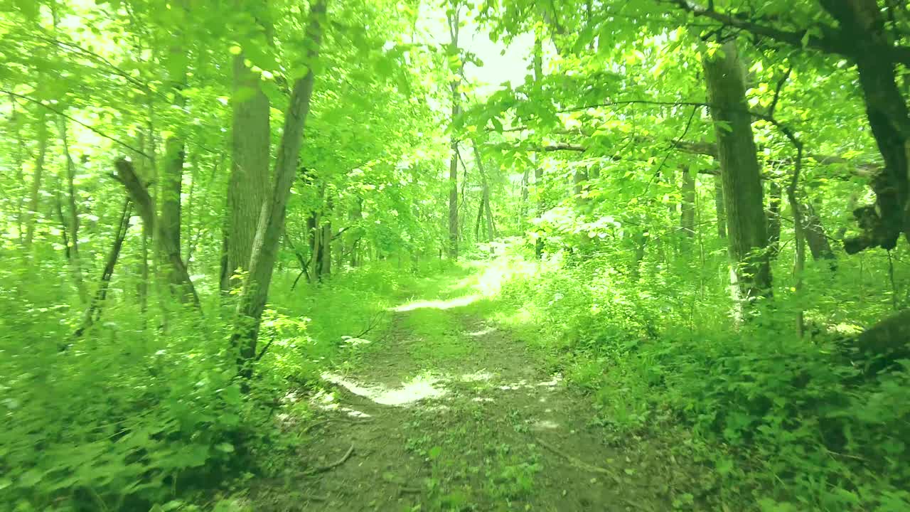 흙, 뿌리, 몇 개의 식물로 뒤덮인 곧고 넓은 트레일에서 나무가 우거진 지역을 천천히 움직이는 pov 후면 보기