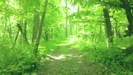 POV-Rear-view-of-slowly-moving-through-a-wooded-area-on-a-straight-wide-trail-that-is-covered-in-dirt,-roots-and-a-few-plants