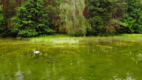 white swan swimming on the pond with crystal clear water in pradzonka, bytow county, poland - panning shot