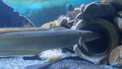 maruca azul molva dypterygia nadando en el lecho marino junto con rayas y estrellas de mar