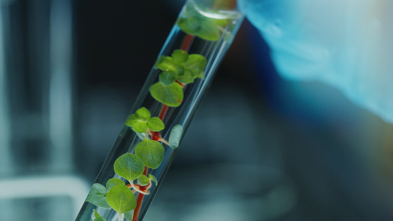 Gloved Hand Holding Test Tube with Green Plant and Water Inside