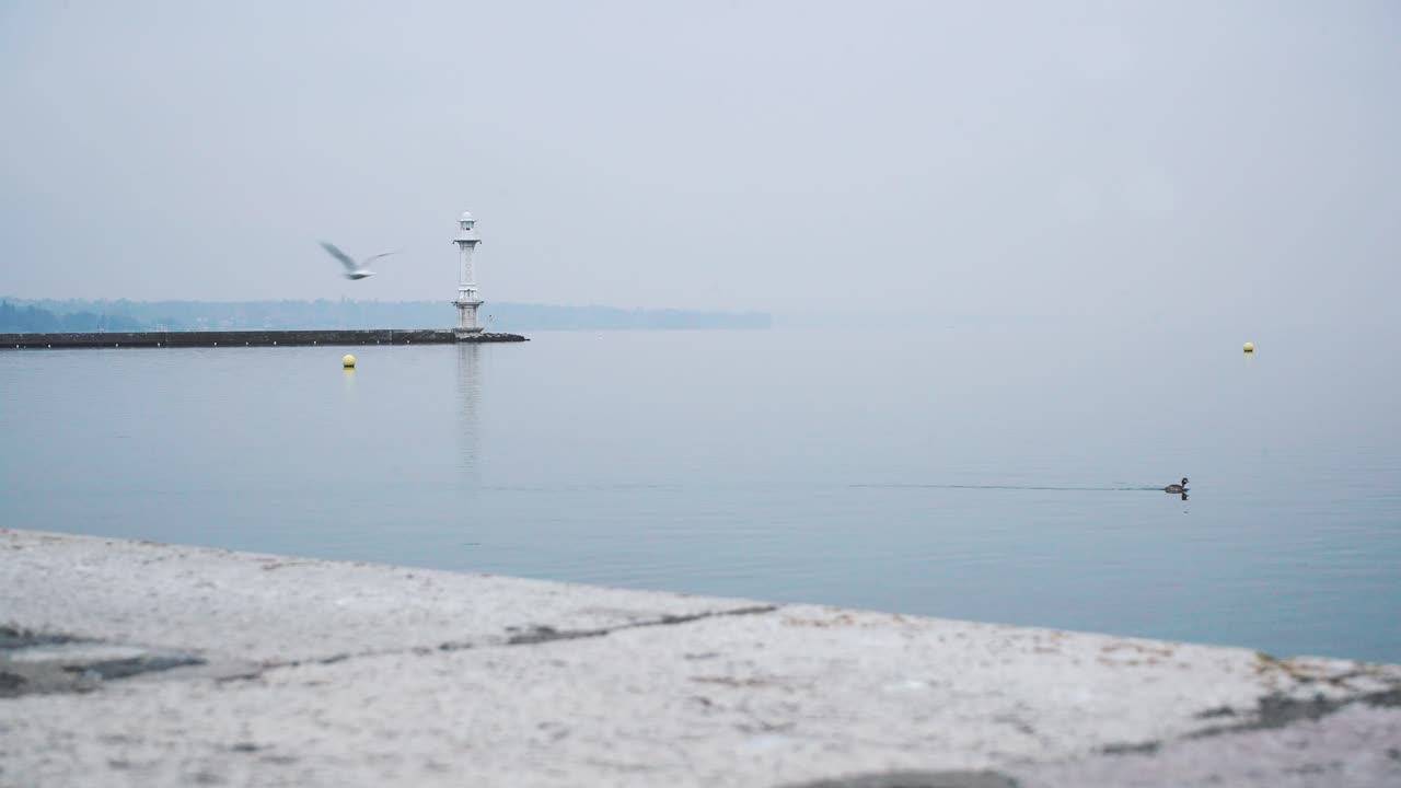 바인 데 파키스 (bain des paquis) 의 끝, 제네바 항구