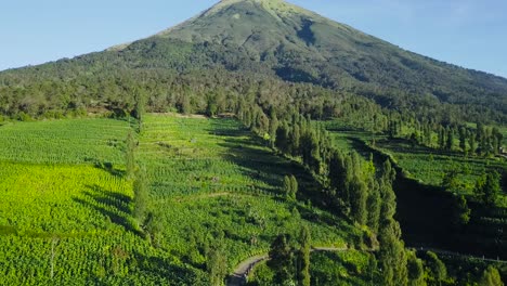 aerial drone shot over the bigest tobacco plantation on mountain during blue sky and sunlight in asia