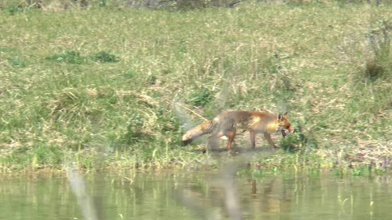 un zorro rojo que corre por el agua