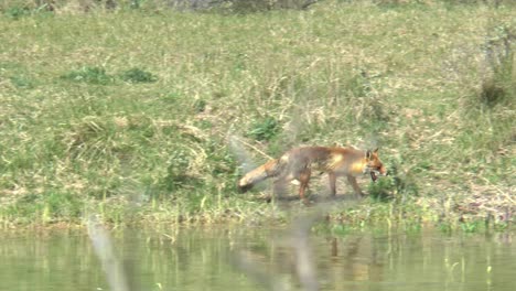 Ein-Rotfuchs,-Der-Am-Wasser-Entlang-Läuft