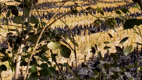 campos de trigo quemados secos después de la quema de rastrojos