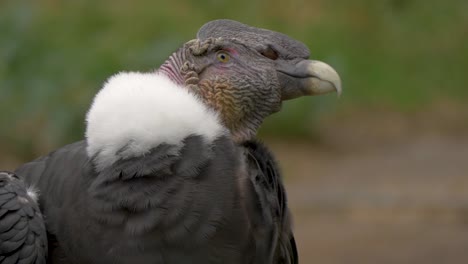 portrait closeup of andean condor bird of prey looking around