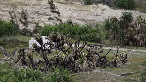 Burned-Out-Tropical-Green-Plants,-Environmental-Degradation-Scene,-Static-Shot