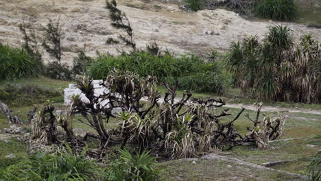 plantas verdes tropicales quemadas, escena de degradación ambiental, tiro estático