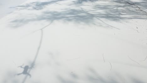 Drohne-Fliegt-In-Die-Äste-Eines-Baumes,-Stürzt-Aber-Nicht-Am-Strand-Ab