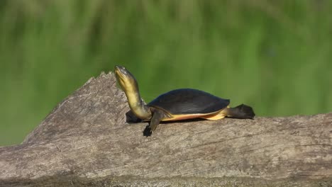 tortoise - pond area -chilling