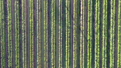 panorámica de drones aéreos sobre filas de viñedos verdes en el campo de la granja rural con sol bajo el día de otoño, texturas frescas y telón de fondo