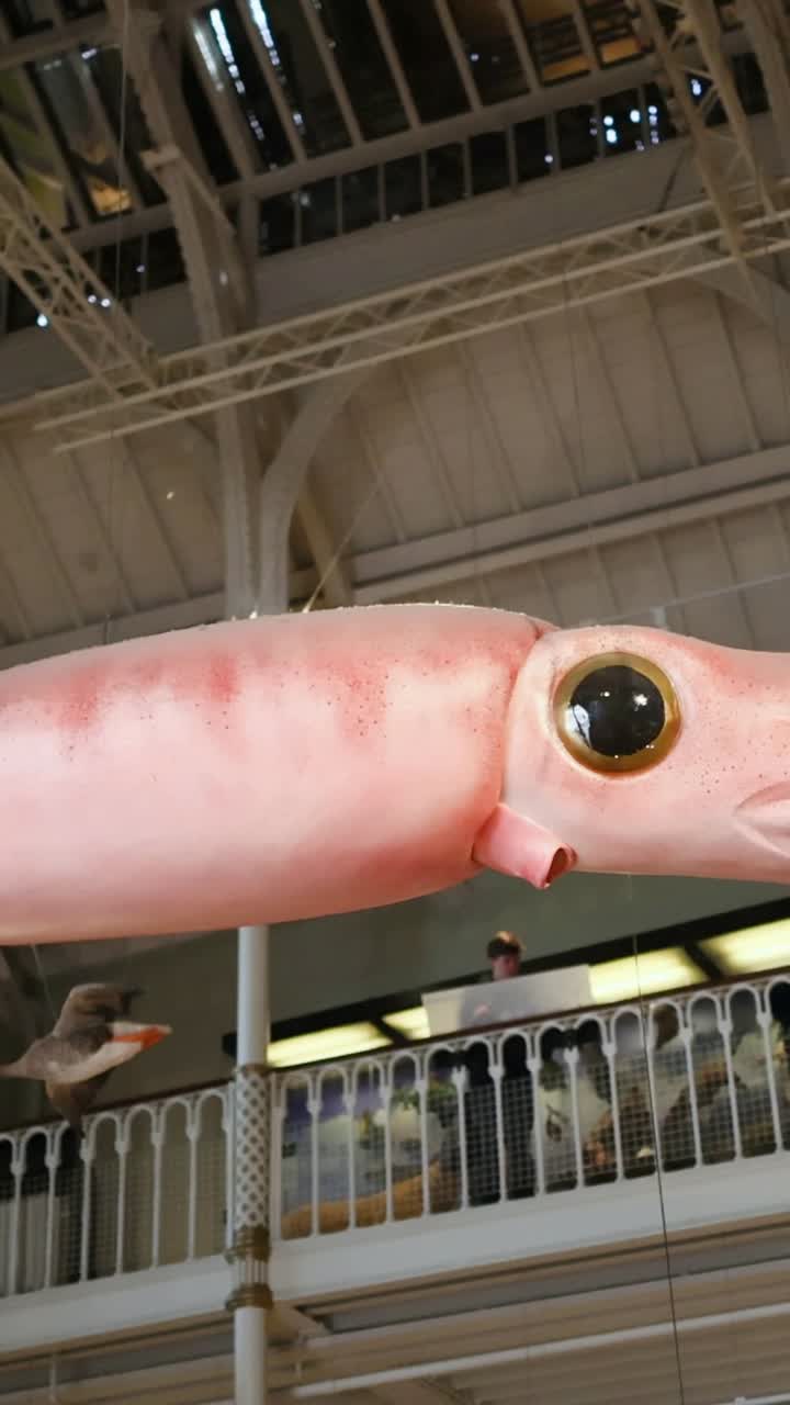 박물관 에 전시 된 거대 오징어 모형