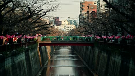 cherry blossoms in tokyo canal district